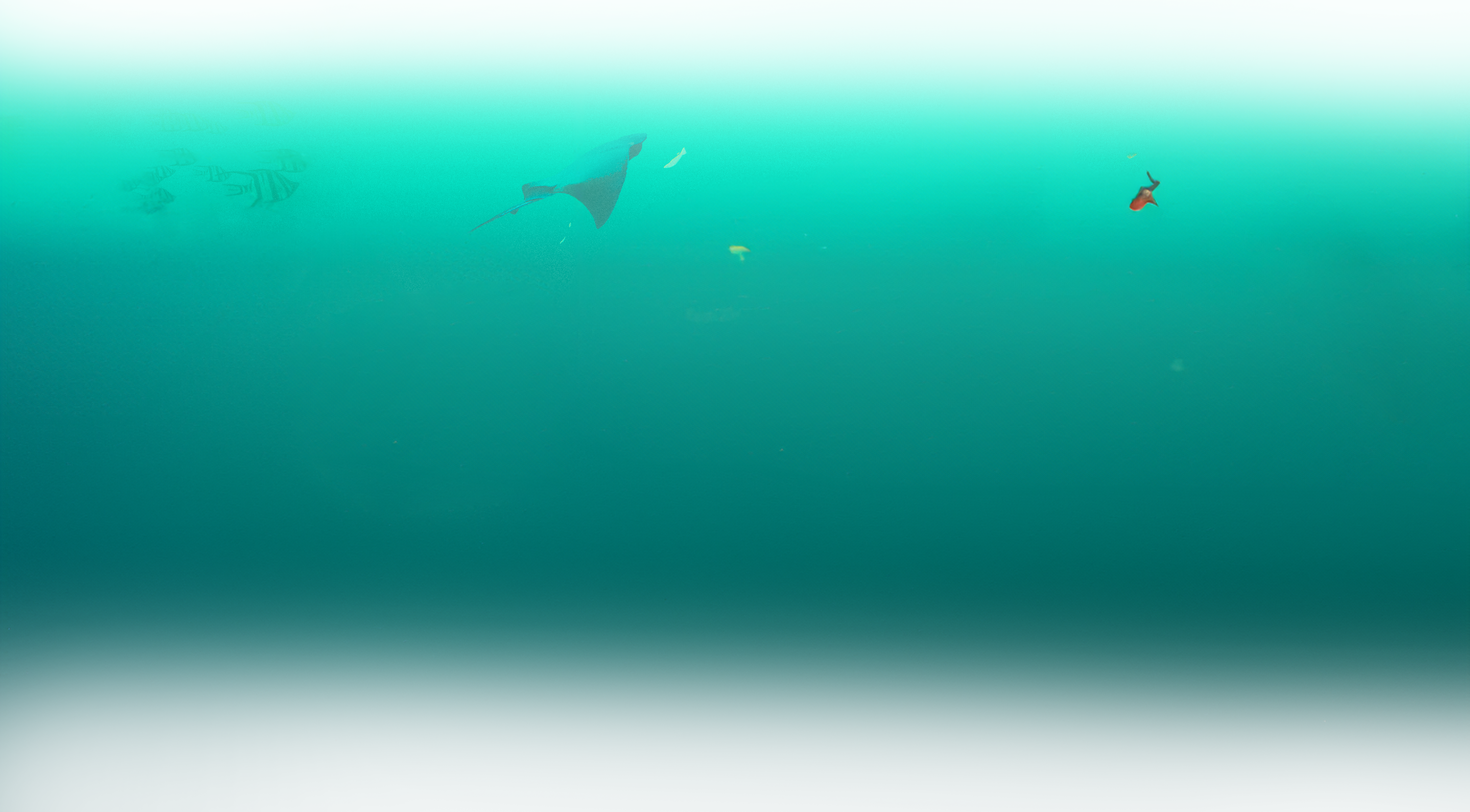 fondo